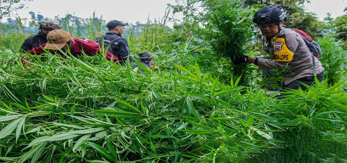 Ladang Ganja 51,75 Hektare Dibongkar Bareskrim, Jaringan Terendus