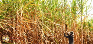 Panen Gula Dunia Melimpah, Mengapa RI Masih Impor?