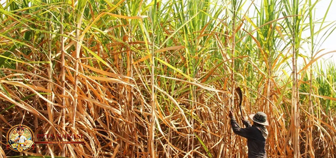 Panen Gula Dunia Melimpah, Mengapa RI Masih Impor